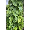 Fresh Betel Leaf, Paan, Piper Betel (10) NOT A Plant