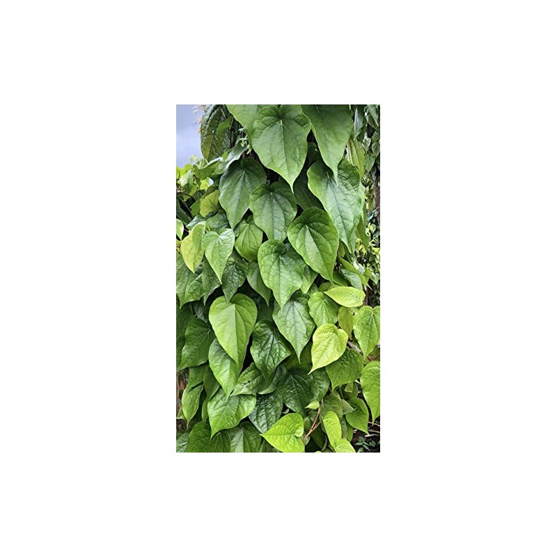 Fresh Betel Leaf, Paan, Piper Betel (10) NOT A Plant