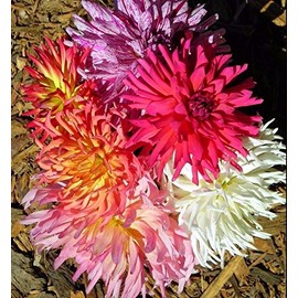 Zinnia Super Cactus Mix 250 seeds Huge 6" Flower Elegant Garden