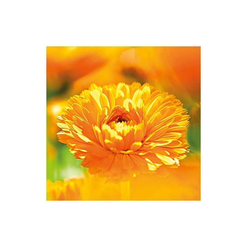 WELEDA WELEDA Calendula Baby Face Cream, 1.7 FZ