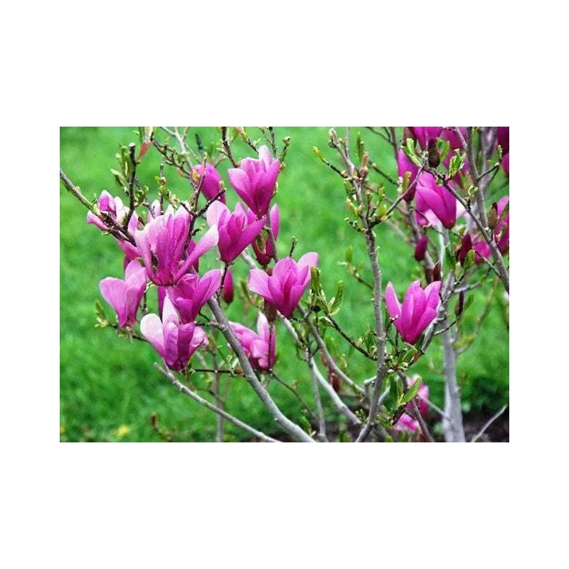 Tree Ann Magnolia Tree/Shrub - 6-12" Tall Live Plant -