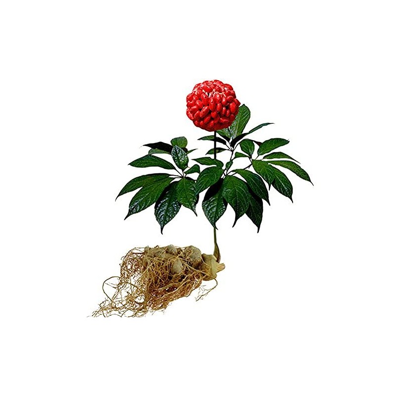 Panax Notoginseng Flower - Dried San Qi Hua from 100%