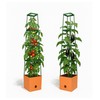 Bio Green 2 Pack Garden Tomato Planter MAXITOM, with Plant