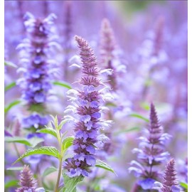 AGASTACHE foeniculum (Lavender Hyssop, Anise Hyssop) Flower Seeds, Hardy and Adaptable, Seeds by MySeeds.Co, You Choose The Amount (0.25 oz)