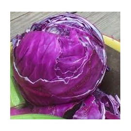 Cabbage Red Acre Great Heirloom Vegetable Seeds by Seed Kingdom (1/4 Lb Seeds)