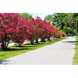 CZ Grain 20 Crape Myrtle Bonsai Tree Seeds Exotic Bark and Vibrant Flowers