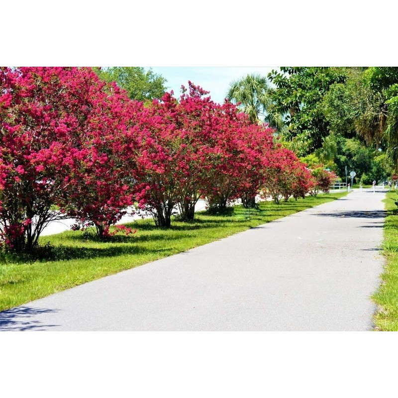 CZ Grain 20 Crape Myrtle Bonsai Tree Seeds Exotic Bark