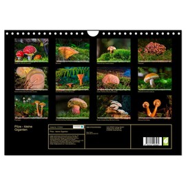 Mushrooms - Little Giants (Wall Calendar 2025 DIN A4 Landscape), CALVENDO Monthly Calendar