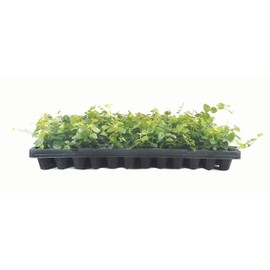 Creeping Fig Plant Ficus Pumila Climbing Vine - 30 Live Fully Rooted Plants