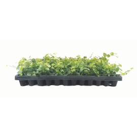 Creeping Fig Plant Ficus Pumila Climbing Vine - 30 Live Fully Rooted Plants