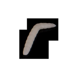 Sänger Iron Trout Baco 4 cm Floating Luminous 8041021 Trout Bait