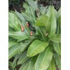 2X Orange Tropical Heliconia Rhizomes w/ 10 in stock, Exotic