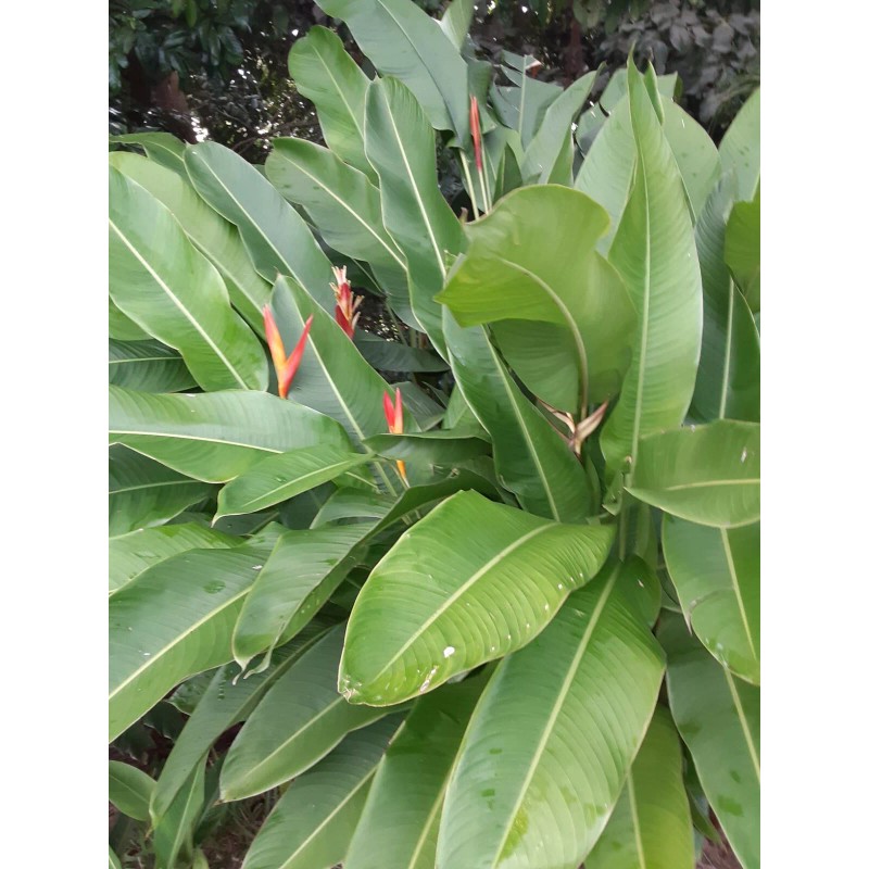2X Orange Tropical Heliconia Rhizomes w/ 10 in stock, Exotic