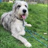 BTINESFUL Tie-Out Check Cord Long Rope Dog Leash, 8ft 12ft