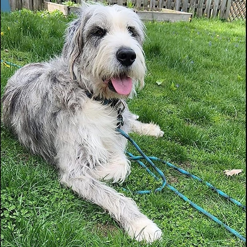 BTINESFUL Tie-Out Check Cord Long Rope Dog Leash, 8ft 12ft