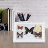 Exquisite Butterflies Insect Specimen Craft Birthday Gift Home Decor Ornament