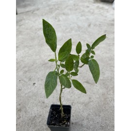 Pepino Melon Plant With Pot 10” Golden Sweet Ginseng Fruit Ready To Plant