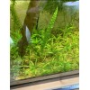 15x Dwarf Sagittaria Subulata Dwarf Sag Easy Live Aquarium Plants