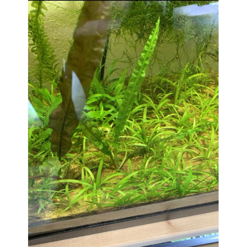 15x Dwarf Sagittaria Subulata Dwarf Sag Easy Live Aquarium Plants