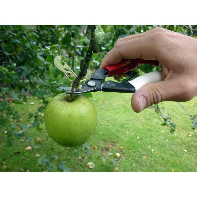 Okatsune 301 Harvest Scissors with Curved Blade