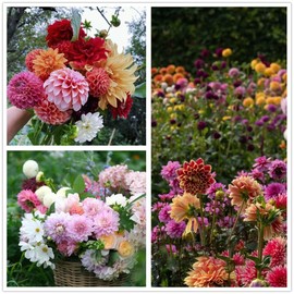 Dahlia Seeds, Dahlia Pompon Flower Seeds for Planting (1300 Pcs,0.24 Ounce, 7 Grams)