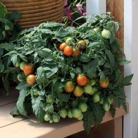 Tumbling Tiger Micro-Dwarf Hanging Basket Tomato Premium Seeds for Planting Packet