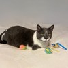 SPOT Stringy Mice & Balls - Catnip Cat Toys, Interactive,