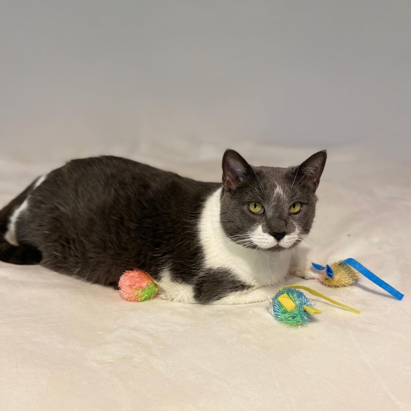 SPOT Stringy Mice & Balls - Catnip Cat Toys, Interactive,