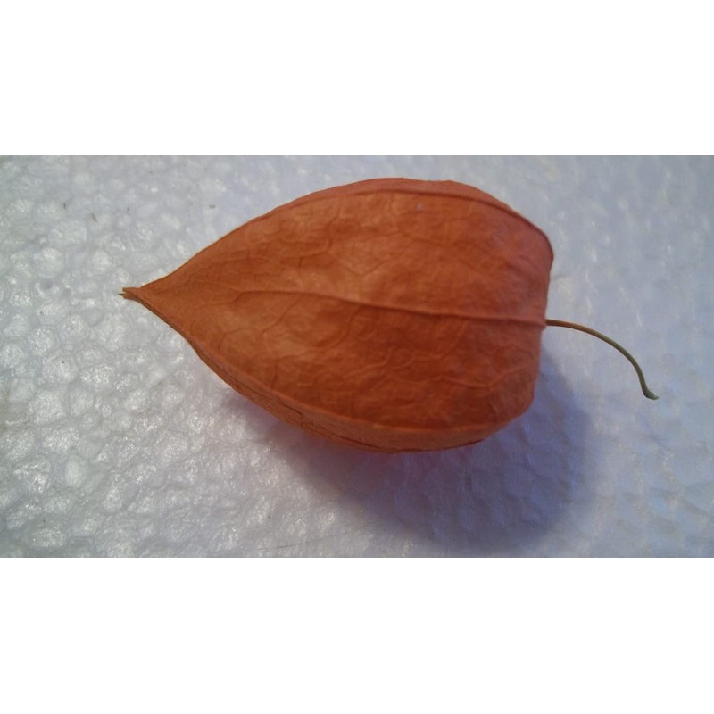 Dried Physalis Chinese Lantern Seed Pods, Bulk Quantity of 25,