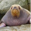 Walrus Greeting Card - Square