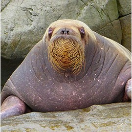 Walrus Greeting Card - Square