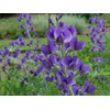 Blue Wild Indigo Baptisia Australis Meadow Wildflowers Premium Seeds for