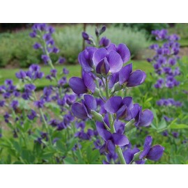 Blue Wild Indigo Baptisia Australis Meadow Wildflowers Premium Seeds for Planting Packet