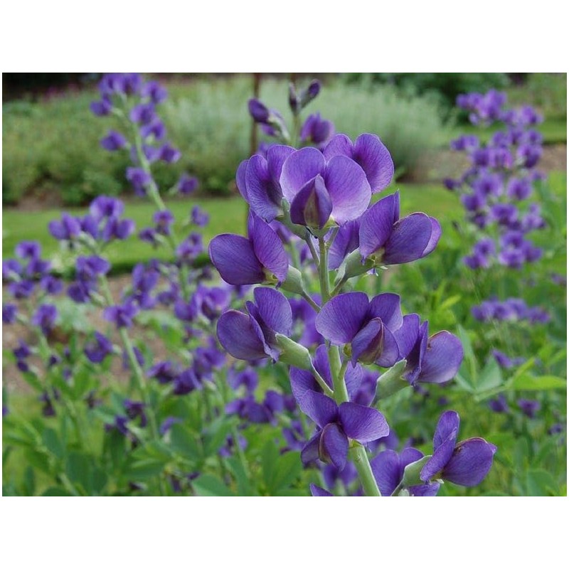 Blue Wild Indigo Baptisia Australis Meadow Wildflowers Premium Seeds for