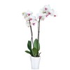 Garten lux Orchid Pots White Set of 4 2 L