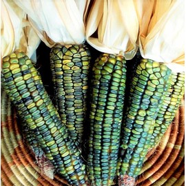 TomorrowSeeds - Oaxacan Green Dent Ornamental Corn Seeds - 90+ Count Packet - for 2024 Green Blue Gold Mix Indian Maize Native American Fall