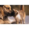 Allergy Relief for Cats - Allergy Relief Pets - for