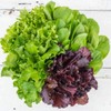 FUN AND GROW SEEDS: Seeds Indoor Lettuce Mix Balcony Non