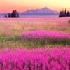 Alaska Wildflower Flower Seed Mix - 5000+ Seeds - Special