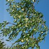 Jujube T603A (2) Sherwood Jujube Tree 8" Thin Cutting Graft