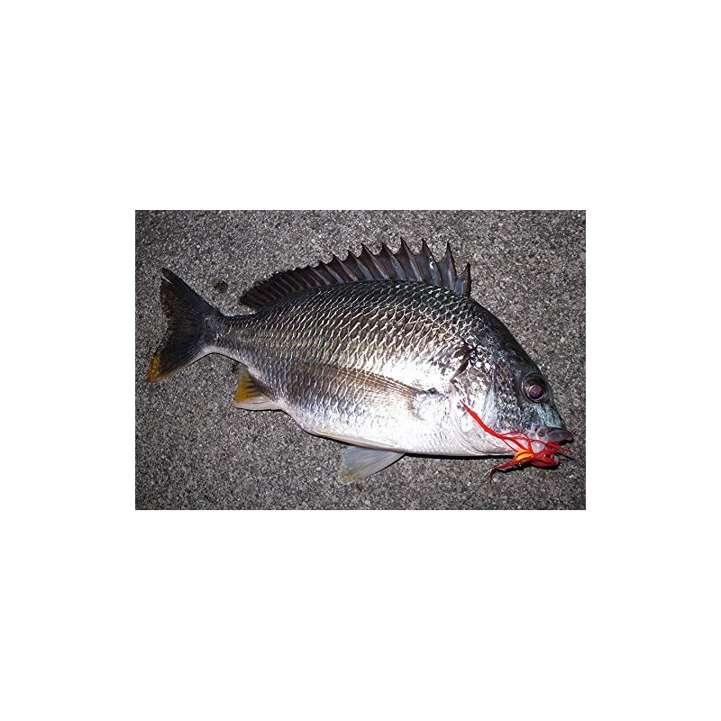 AbuGarcia SSCM5-MTLR Checkmate 5g-Metallic Red Chinning Hook