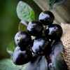 Black Pearl Hot Pepper Premium Seed Packet + More