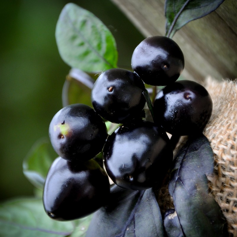 Black Pearl Hot Pepper Premium Seed Packet + More