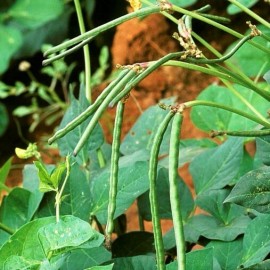 TomorrowSeeds Texas Cream 40 Cowpea Seeds | Southern Field Pea Crowder Cow Pea Cover Seed 2025 - 50+ Count