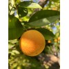 Home-Growth Orange Fruit - 12 Seeds 2025 - USA seller