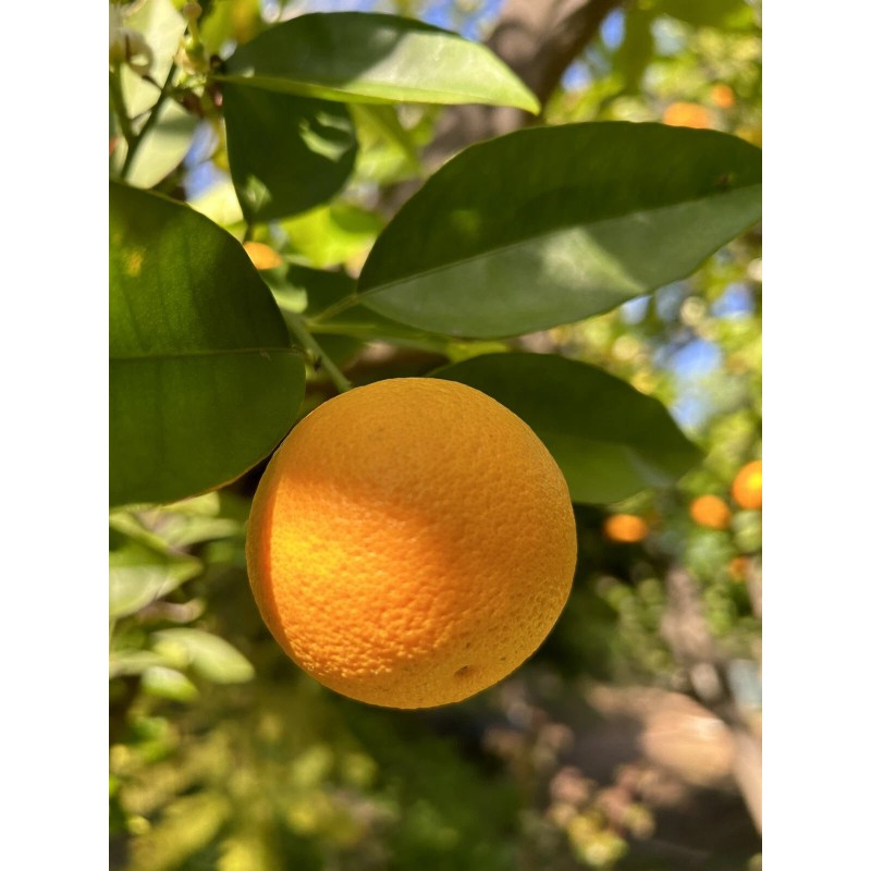 Home-Growth Orange Fruit - 12 Seeds 2025 - USA seller