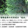 Cypress Water, 16.9 fl oz (500 ml), Green Notebook, Natural,