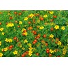500 Signet Marigold Seeds ‘Starfire Mix’