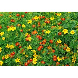 500 Signet Marigold Seeds ‘Starfire Mix’