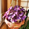 12+ Bulbs Purple Shamrocks Oxalis Triangularis Lucky Lovely Flowers Bulbs